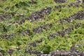 Traditional vineyard plantation in Pico island. Azores. Portugal