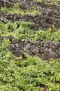 Traditional vineyard plantation in Pico island. Azores. Portugal