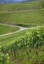 Traditional vineyards panorama, Baden, Germany