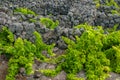 Traditional vineyards in Pico Island, Azores. The vineyards are among stone walls, called the `vineyard corrals` Royalty Free Stock Photo