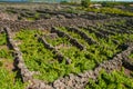 Traditional vineyards in Pico Island, Azores. The vineyards are among stone walls, called the `vineyard corrals` Royalty Free Stock Photo