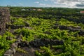 Traditional vineyards in Pico Island, Azores. The vineyards are among stone walls, called the `vineyard corrals` Royalty Free Stock Photo