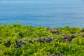 Traditional vineyards in Pico Island, Azores. The vineyards are among stone walls, called the `vineyard corrals`