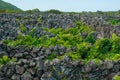 Traditional vineyards in Pico Island, Azores. The vineyards are among stone walls, called the `vineyard corrals`