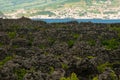 Traditional vineyards in Pico Island, Azores. The vineyards are among stone walls, called the `vineyard corrals` Royalty Free Stock Photo