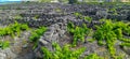 Traditional vineyards in Pico Island, Azores. The vineyards are among stone walls, called the `vineyard corrals` Royalty Free Stock Photo