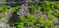 Traditional vineyards in Pico Island, Azores. The vineyards are among stone walls, called the `vineyard corrals` Royalty Free Stock Photo