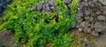 Traditional vineyards in Pico Island, Azores. The vineyards are among stone walls, called the `vineyard corrals` Royalty Free Stock Photo