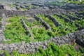 Traditional vineyards in Pico Island, Azores. The vineyards are among stone walls, called the `vineyard corrals`