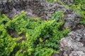 Traditional vineyards in Pico Island, Azores. The vineyards are among stone walls, called the `vineyard corrals` Royalty Free Stock Photo