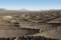 Traditional vineyards volcanic land in Lanzarote, Canary islands, Spain