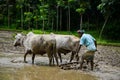 Traditional way of cultivation of asia, india and Bangladesh. Farmer ploughing the soil for rice plants on the clay by ox Royalty Free Stock Photo