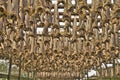 Outdoor drying of cod fish in Norway Royalty Free Stock Photo