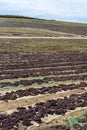 Traditional way of sun drying of sweet pedro ximenez or muscat grapes on winery fields, used for production of sweet sherry wines Royalty Free Stock Photo