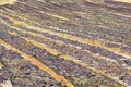 Traditional way of sun drying of sweet pedro ximenez or muscat grapes on winery fields, used for production of sweet sherry wines Royalty Free Stock Photo