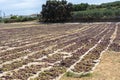 Traditional way of sun drying of sweet pedro ximenez or muscat grapes on winery fields, used for production of sweet sherry wines Royalty Free Stock Photo