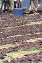 Traditional way of sun drying of sweet pedro ximenez or muscat grapes on winery fields, used for production of sweet sherry wines Royalty Free Stock Photo