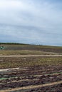 Traditional way of sun drying of sweet pedro ximenez or muscat grapes on winery fields, used for production of sweet sherry wines Royalty Free Stock Photo