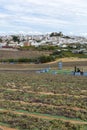 Traditional way of sun drying of sweet pedro ximenez or muscat grapes on winery fields, used for production of sweet sherry wines Royalty Free Stock Photo