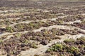 Traditional way of sun drying of sweet pedro ximenez or muscat grapes on winery fields, used for production of sweet sherry wines Royalty Free Stock Photo