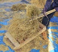 The traditional way of threshing grain