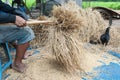 The traditional way of threshing grain in northeast of Thailand. Royalty Free Stock Photo