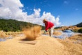 The traditional way of threshing grain in northern of Thailand. Royalty Free Stock Photo