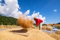 The traditional way of threshing grain in northern of Thailand. Royalty Free Stock Photo