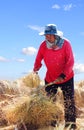 The traditional way of threshing grain in thailand