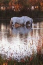Traditional White Camargue Horse Royalty Free Stock Photo
