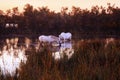 Traditional White Camargue Horses Royalty Free Stock Photo