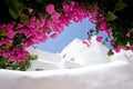 Traditional white Greek building in Mykonos island with beautiful pink flowers in the background Royalty Free Stock Photo