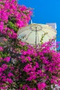 Traditional white house with flowers Royalty Free Stock Photo