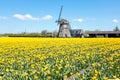 Traditional windmill with blossoming tulips in a dutch landscape