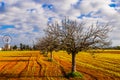 Traditional windmill on Majorca with almond trees Royalty Free Stock Photo
