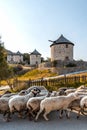 Traditional windmills near to Kontias village Lemnos island Greece Aegean sea, sheep flock, panoramic view Royalty Free Stock Photo