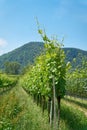 Traditional wine growing near the village Duernstein in Austria Royalty Free Stock Photo