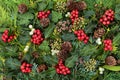 Traditional Winter Holly and Flora Background