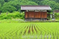 Old wooden farm house scenic rice fields, Shirakawa Go Unesco, Japan