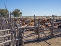 Traditional wooden cattle enclosure or pen with cow herd in the Kalahari desert of Botswana, Southern Africa