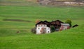 Traditional wooden cottage mountain houses in the green field in the dolomites. Housing in Italian apls. Alpine region