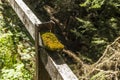 A traditional wooden hand-rail on the side of an alpine trek