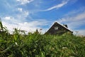 A traditional wooden house in Holland within green grass on a blue sky.