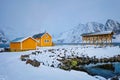Rorbu house and drying flakes for stockfish cod fish in winter. Lofoten islands, Norway