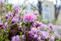 traditional zen garden stone lantern in Japanese park. lantern and blooming azalea in asia.blooming plants, spring time Royalty Free Stock Photo