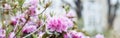 traditional zen garden in Japanese park. lantern and blooming azalea in asia.blooming plants, spring time. web banner Royalty Free Stock Photo