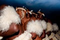 Traditional Zulu warriors dancing in full regalia in South Africa