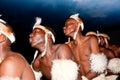 Traditional Zulu warriors dancing in full regalia in South Africa