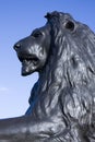Trafalgar Lion portrait