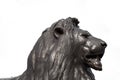 Trafalgar Square Lion Head - London Royalty Free Stock Photo